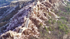 燕山之春：長城穿花海，萬峰競斑斕