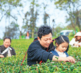 春來茶園新意濃