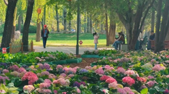 北京日壇公園現(xiàn)實(shí)版“莫奈花園”